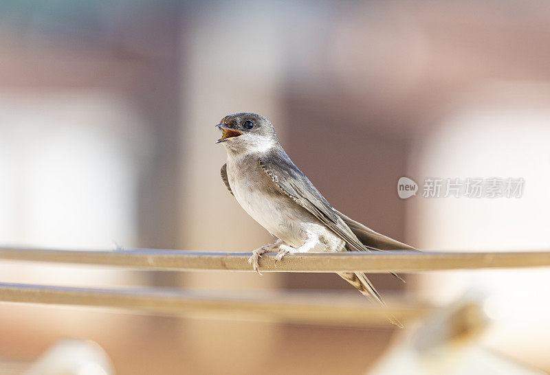 谷仓燕子(Hirundo rustica)在我的窗口靠近。躺在我的衣架上